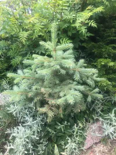 Blue Spruce baby (blue or green), strawberry plants,ready plant, View more
