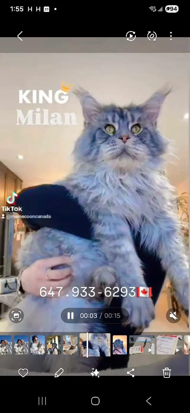 Purebred Maine Coons XL in Cats & Kittens for Rehoming in Oakville / Halton Region - Image 2