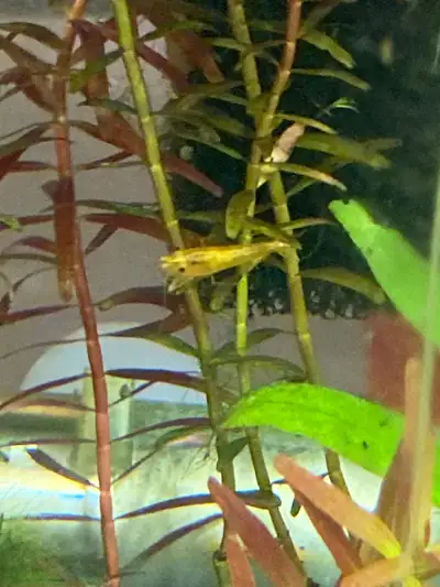 orange neocardinia shrimp, View more