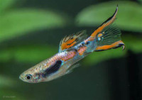 endler guppies but two get one free!