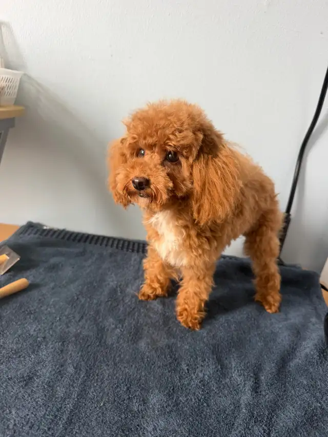Pure  toy poodles in Dogs & Puppies for Rehoming in City of Toronto - Image 10