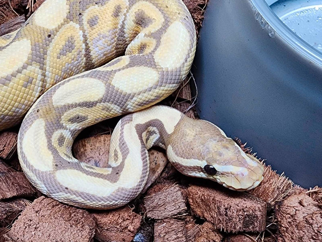 Pastel Banana Ball Python in Reptiles & Amphibians for Rehoming in Cambridge - Image 3