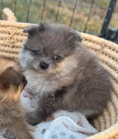 Earl Grey - Purebred  pomeranian  puppy  - ready August 20, View more