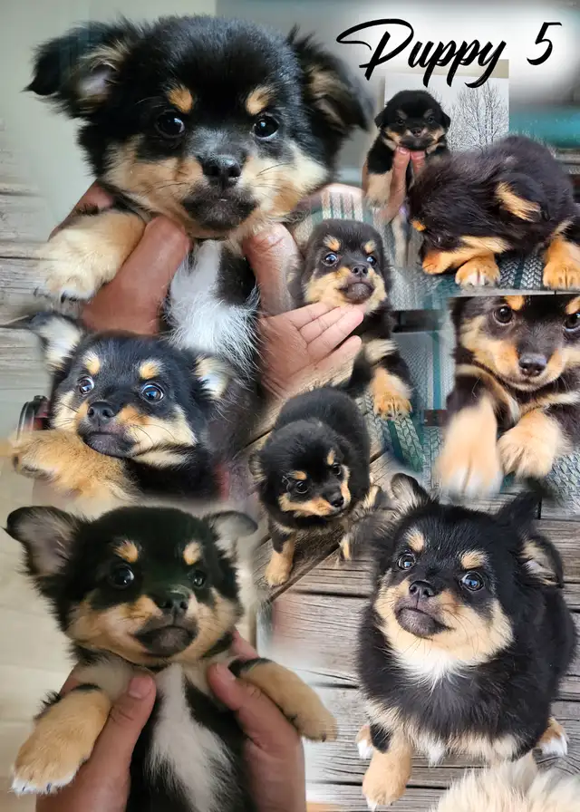 Adorable Long-Coat Chihuahua - (Last Pup has been Reserved) in Dogs & Puppies for Rehoming in Winnipeg - Image 7