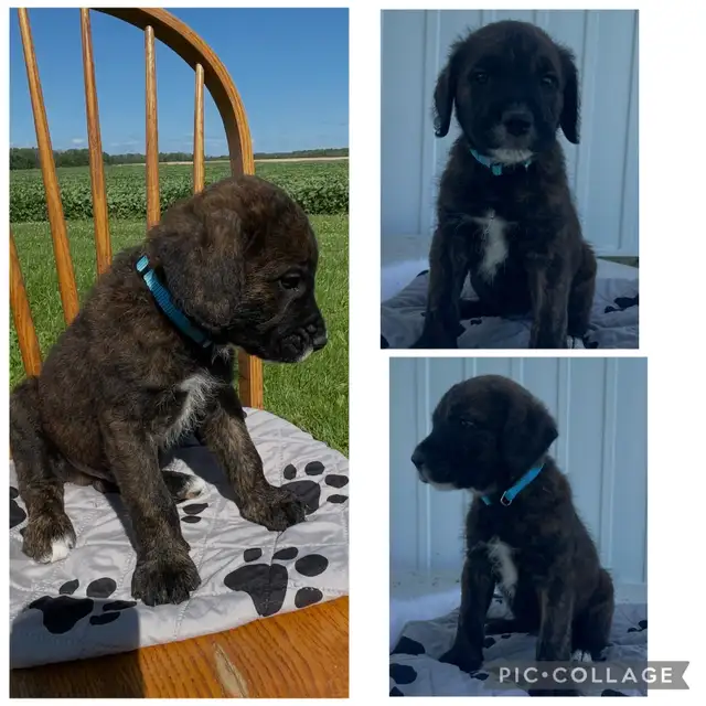 ♥️Cane Corso cross sweethearts ♥️ in Dogs & Puppies for Rehoming in Owen Sound - Image 3