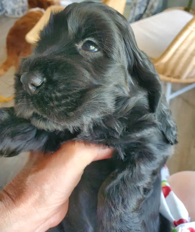 cocker spaniel  (English) ckc registred puppy black male in Dogs & Puppies for Rehoming in Ottawa - Image 7