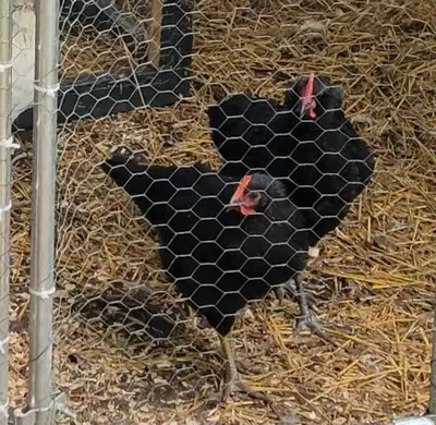 Barnyard mix of easter egger/barred rock and easter egger/lavender Orphington Pure black in pic the...