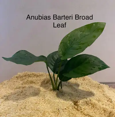 Aquarium Plant: Anubias Barteri Broad Leaf , View more