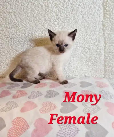 Siamese Kittens, View more