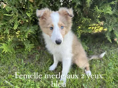 J’ai une belle portée de chiot berger shetland avec un très beau choix de couleur, mâles et femelles...