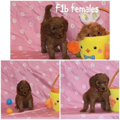 F1b Mini Goldendoodle Puppies, View more