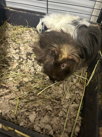 Two guinea pigs 