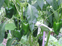 Heirloom Ancho Gigantea Pepper Seeds...!!