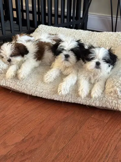 Shitzu Puppies, View more