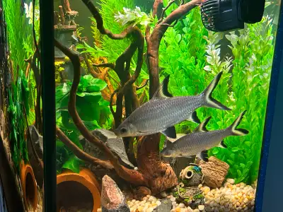 Very large bala/tri-colour sharks (2), View more
