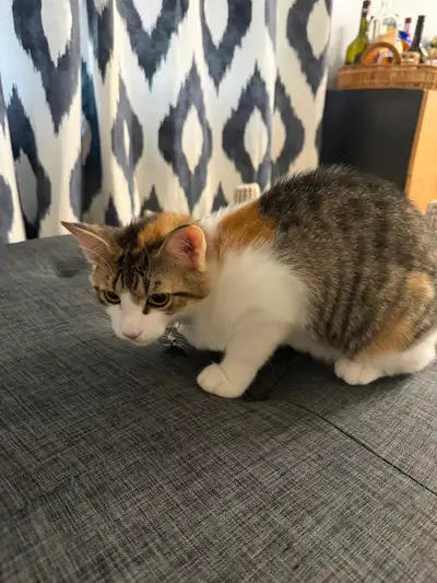 Bengal 3 month old kitty, View more