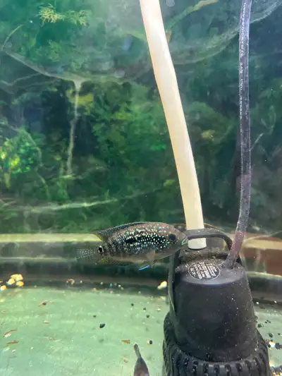 $30 each 1 available Better deal if you buy more than 2 pieces from my page. I also have oscars, gre...