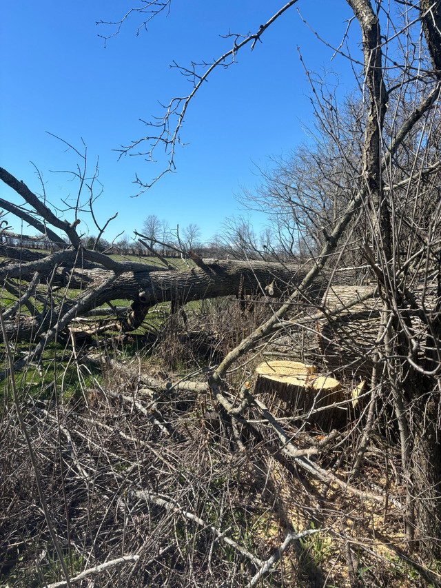 Free Wood   in Free Stuff in Kawartha Lakes - Image 2