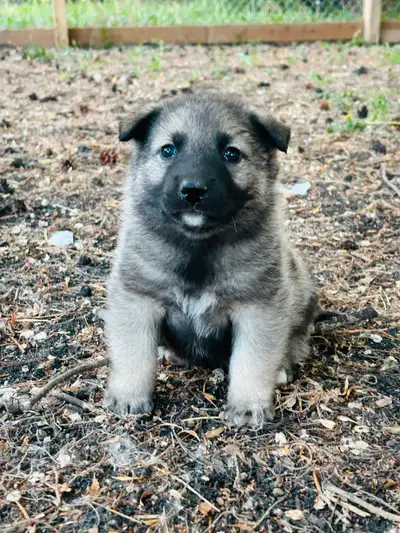 Purebred Norwegian Elkhound puppies, View more