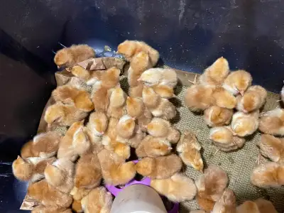 Rhode Island Red chicks, View more