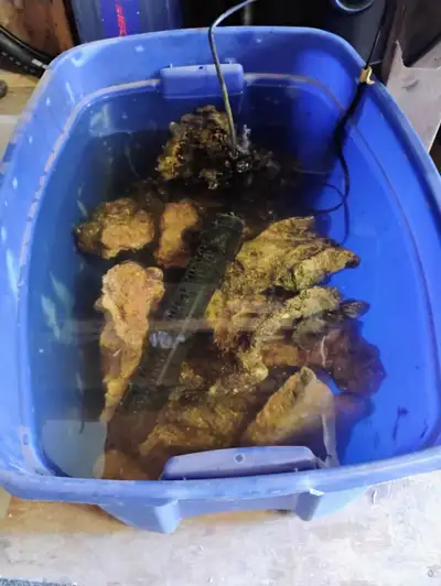 50 lbs Roche vivante aquarium eau salée encore dans l'eau chauffée et aéré dans un bac car aquarium...