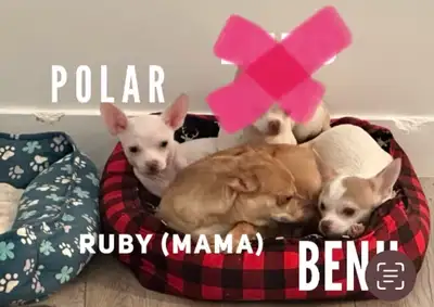 Chihuahua Puppies looking for a loving home, View more