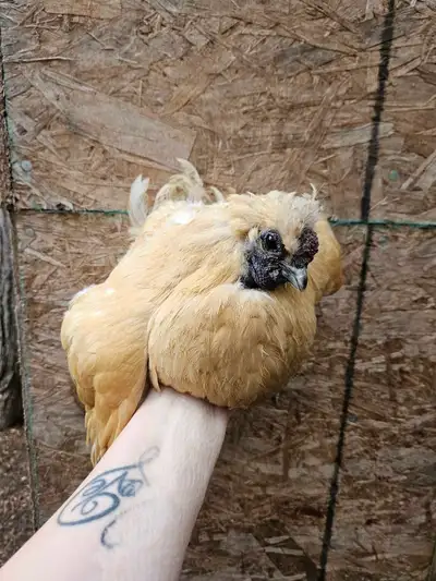 4 silkies, View more