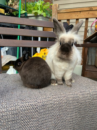 Two rabbits for sale