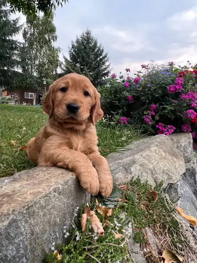 Golden Retriever Puppies so cute and cuddly, View more