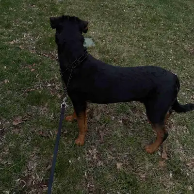 dog walking and sitting , View more