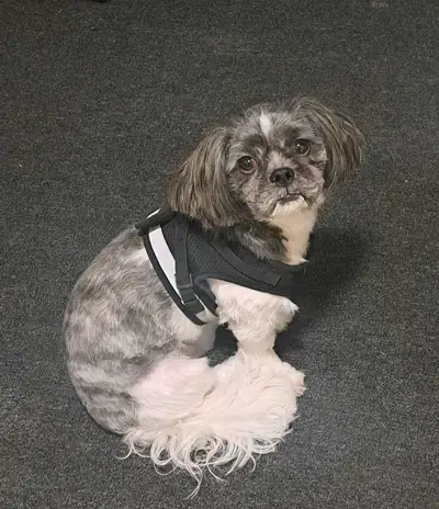 dogs for sale, View more