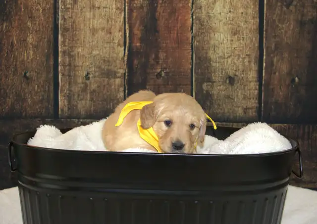CKC Registered Golden Retriever Puppies in Dogs & Puppies for Rehoming in Cambridge - Image 11