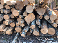 14ft Oak logs