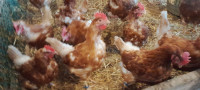 25 Red-Sex Laying Hens For Sale