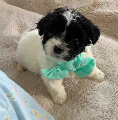 SOLD ❤️ Adorable Shih-Poo Male Puppy  ❤️, View more