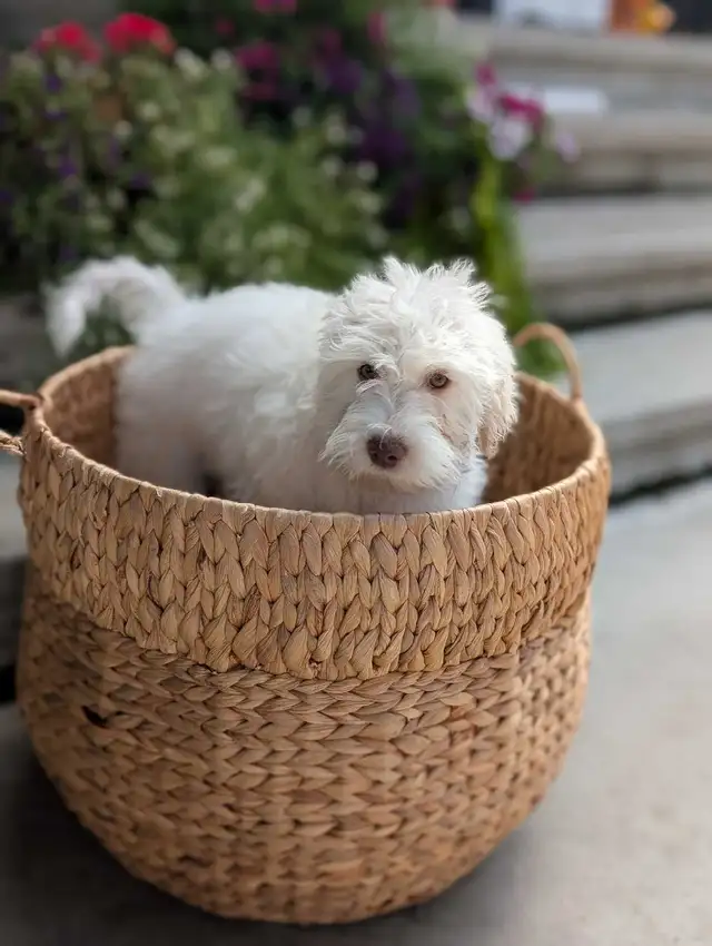 Miniature Schnauzer/Shitzu cross Mini Poodle in Dogs & Puppies for Rehoming in Hope / Kent - Image 6