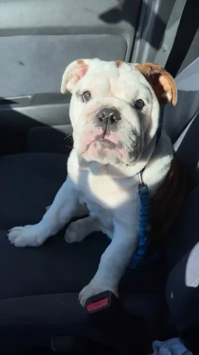 english bulldog puppy to sell, View more