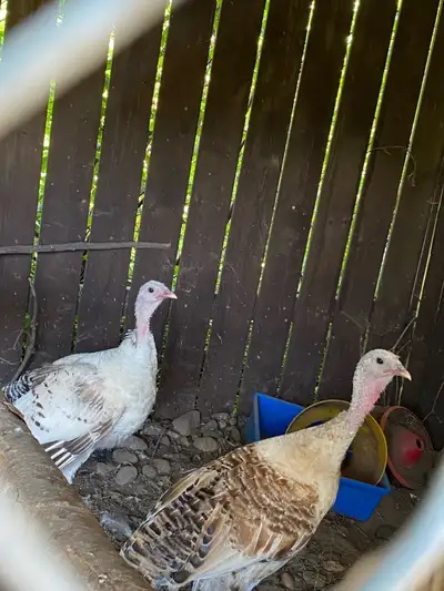 Mattawa Sweet Grass Turkeys, View more