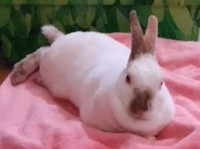 ALICE. 4-Year-Old, Adorable and Gentle White Female Bunny