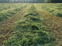 2023 1ST CUT HAY AVAILABLE!!! LARGE SQUARE BALES.