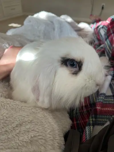 White Holland Lop Rabbit, View more