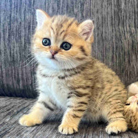 Luxurious Scottish Fold Baby Kittens 