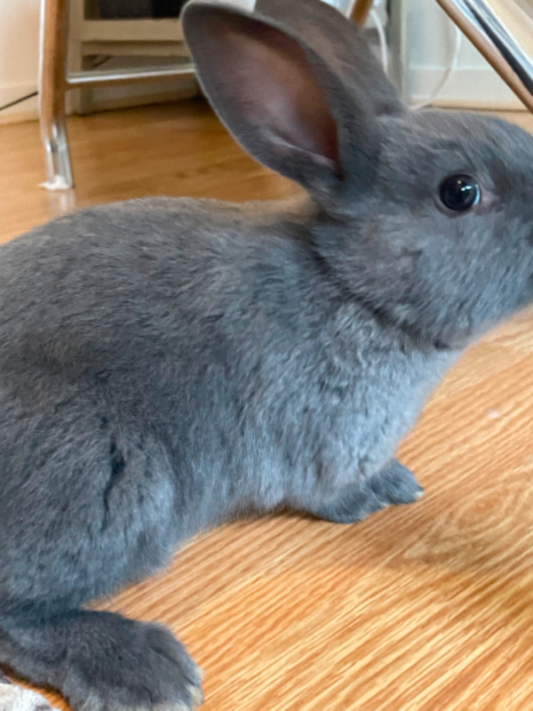 Rabbits and baby bunnies in Small Animals for Rehoming in Parksville / Qualicum Beach - Image 2