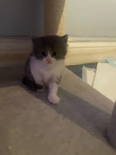 bébé chaton mâle persan , View more
