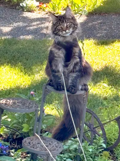 Maine Coon Female Available for Adoption & Kittens for Order, View more