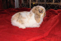 Holland Lop Bunnies 