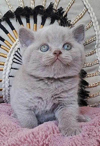 British Shorthair chatons prêt pour réservation! Chaton mâle de couleur lilas Nous vous invitons à v...