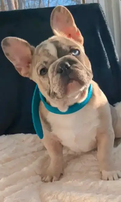 dual eyed french bulldog, View more