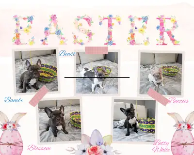 Meet your future cuddle companions and adventure partners! These affectionate and playful French Bul...