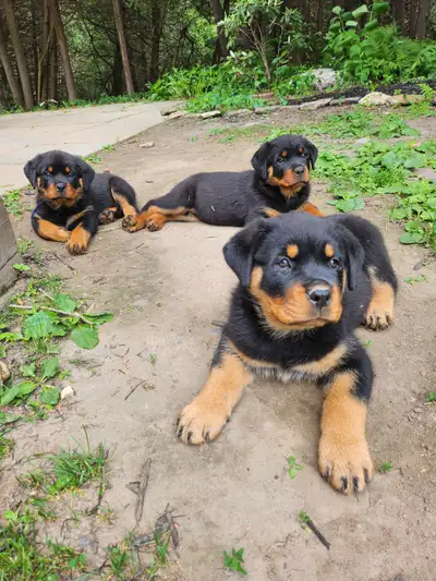 Purebred German Rottweillers, View more